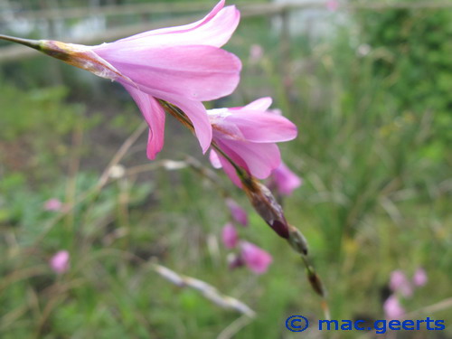 Dierama mossii